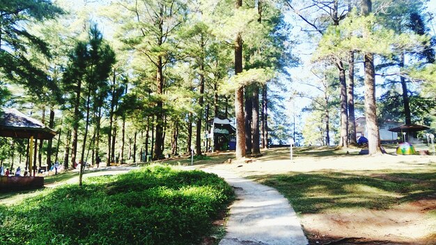 Footpath amidst trees in park