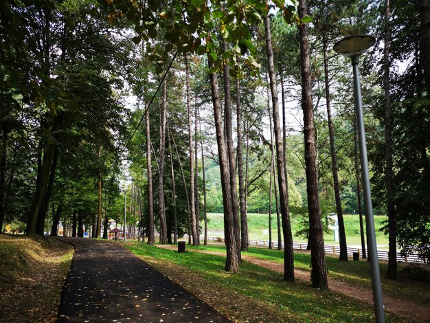 Foto un sentiero tra gli alberi del parco.