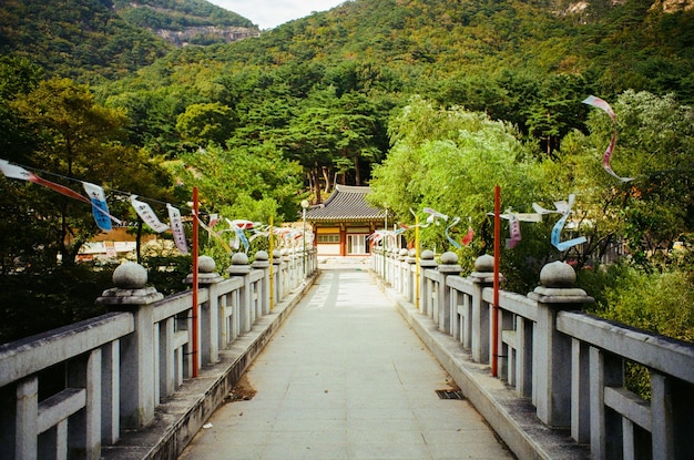 Footpath amidst trees and plants