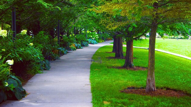 Photo footpath amidst trees