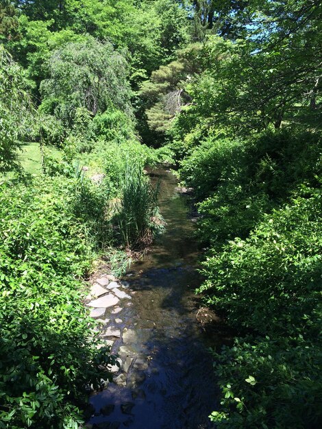 Photo footpath amidst trees