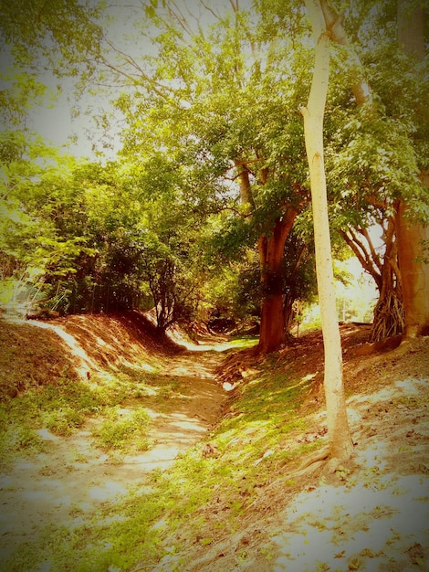 Photo footpath amidst trees