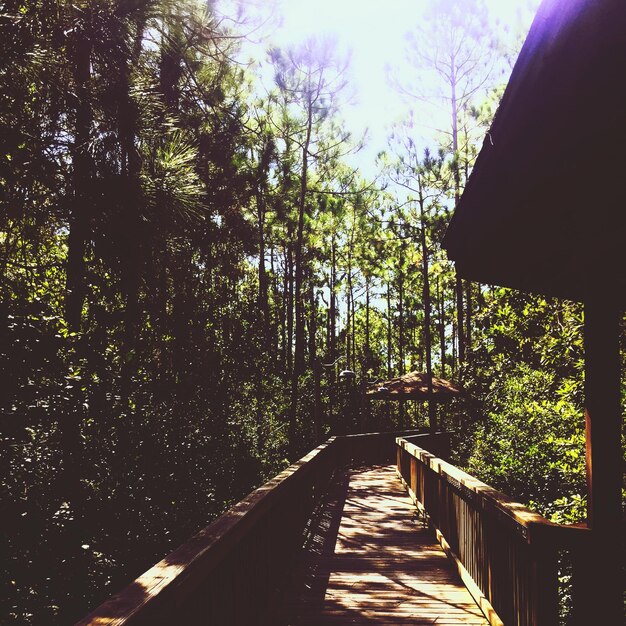 Photo footpath amidst trees