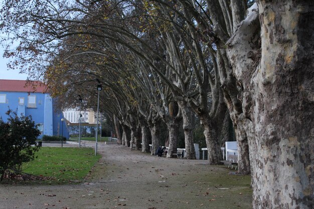 Footpath amidst trees