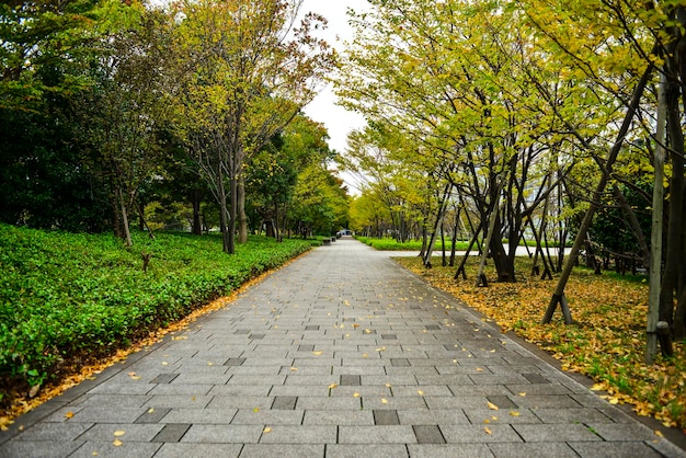 木々の中の歩道