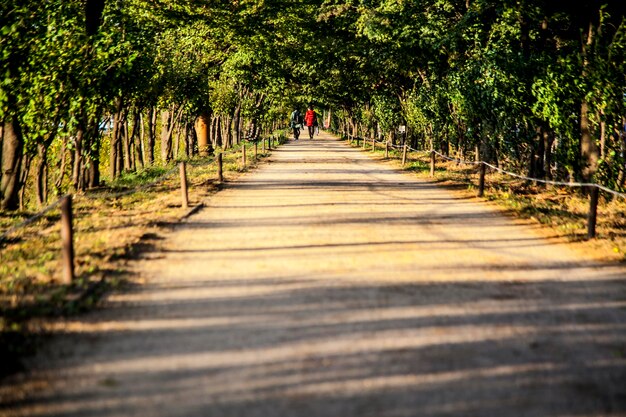 Foto un sentiero tra gli alberi