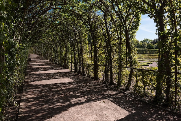 Foto un sentiero tra gli alberi