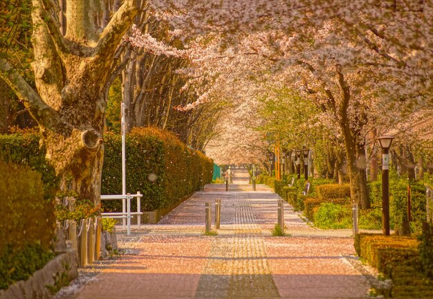 Foto un sentiero tra gli alberi