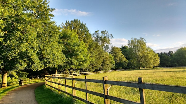 footpath amidst trees