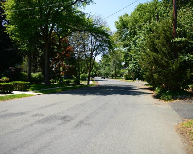 Photo footpath amidst trees