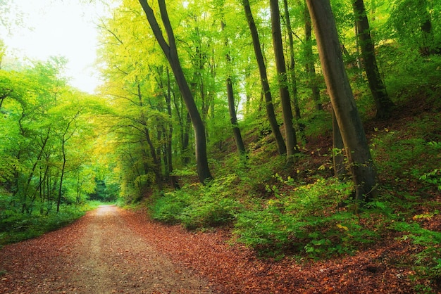美しい色鮮やかな秋の森の小道