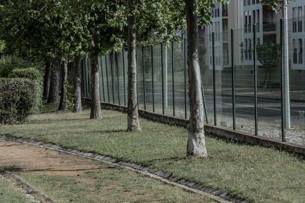 写真 公園の木のそばにある歩道