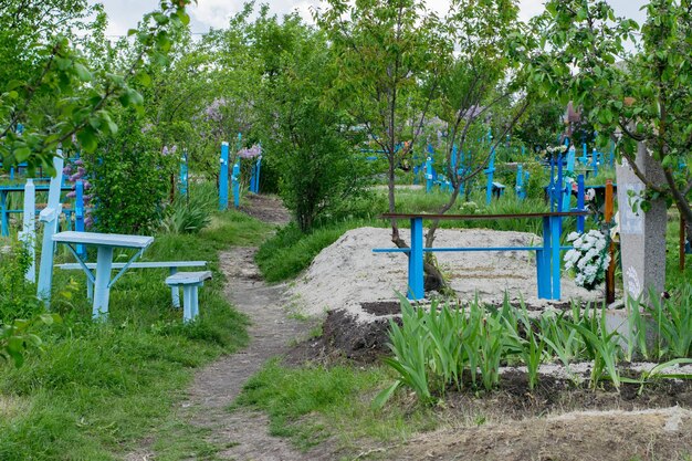 Фото Пешеходная тропа у деревьев на поле