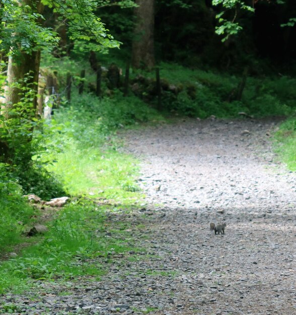 Footpath in forest