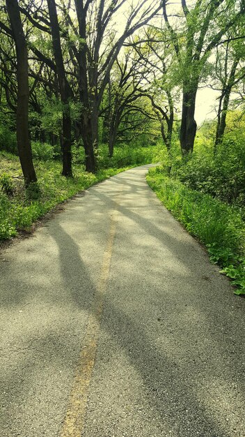 Photo footpath in forest