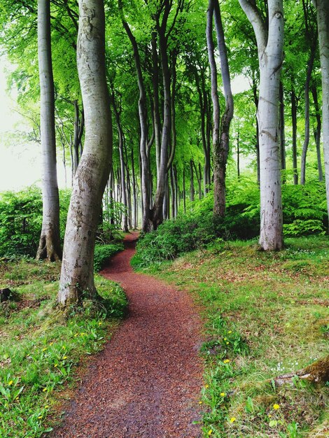 Photo footpath in forest