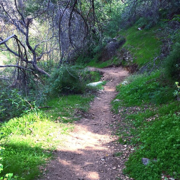 Photo footpath in forest