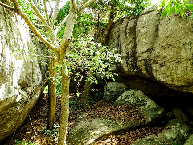 Footpath in garden jungle