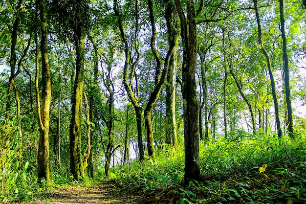 Footpath in garden jungle