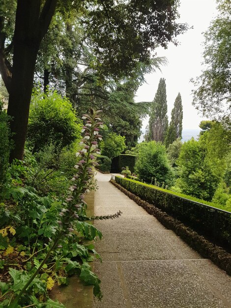 Footpath in garden