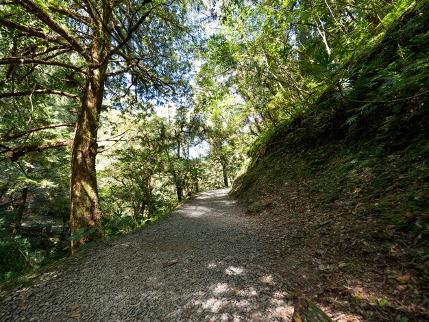 Footpath going through the green forest.