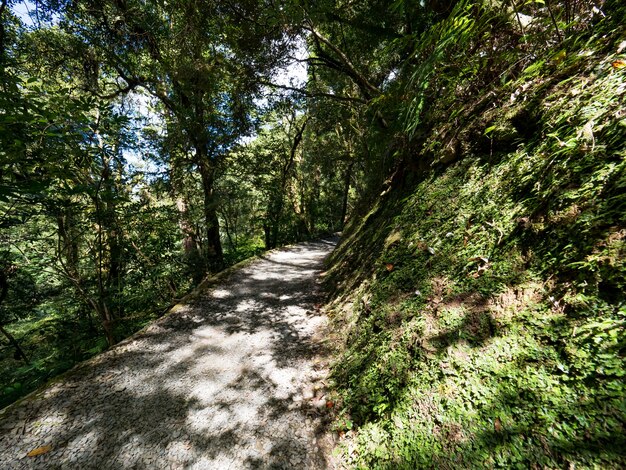 緑の森を抜ける歩道。