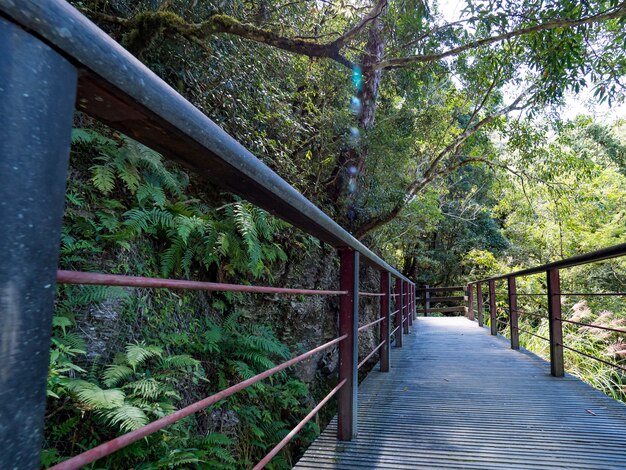 Footpath going through the green forest.