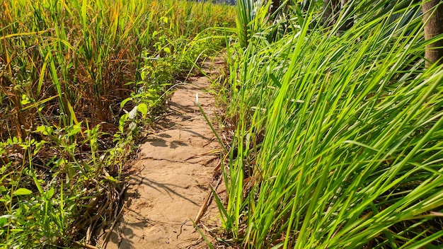 footpath and grass wallpaper