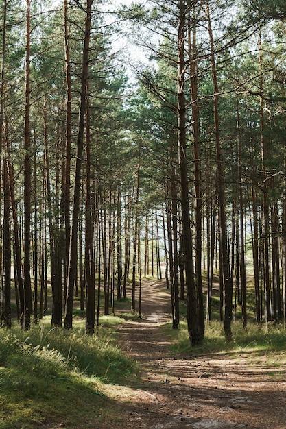 Footpath in green forest with pines