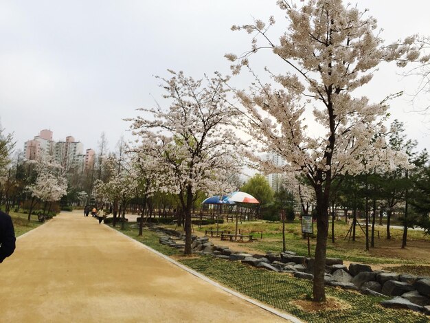 사진 복사 공간 이 있는 공원 의 산책로