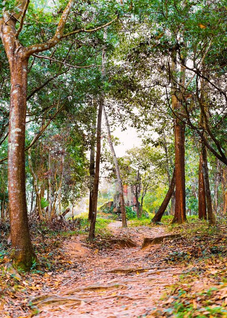 Footpath in Jungle forest and My Son Sanctuary and Hindu Temple near Hoi An in Vietnam in Asia. Heritage of Champa Kingdom. Myson History and Culture. Shiva city ruins. Vietnamese Museum.