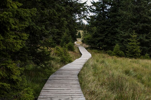 Photo footpath leading towards forest