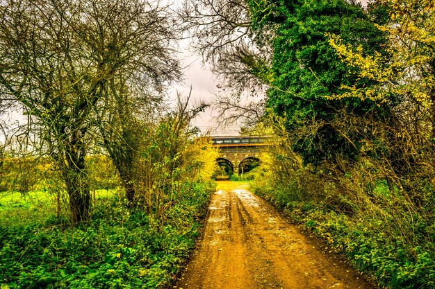 Photo footpath leading towards trees