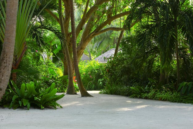 Footpath leading to the tropical wood