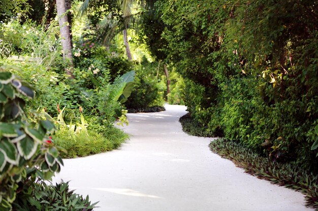 Footpath leading to the tropical wood