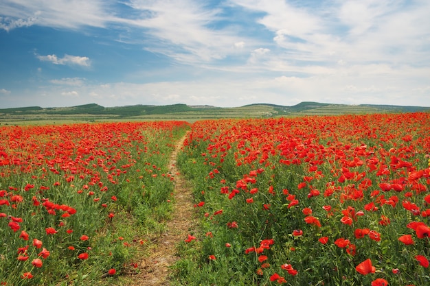 Footpath to mountain and meadow of poppies.