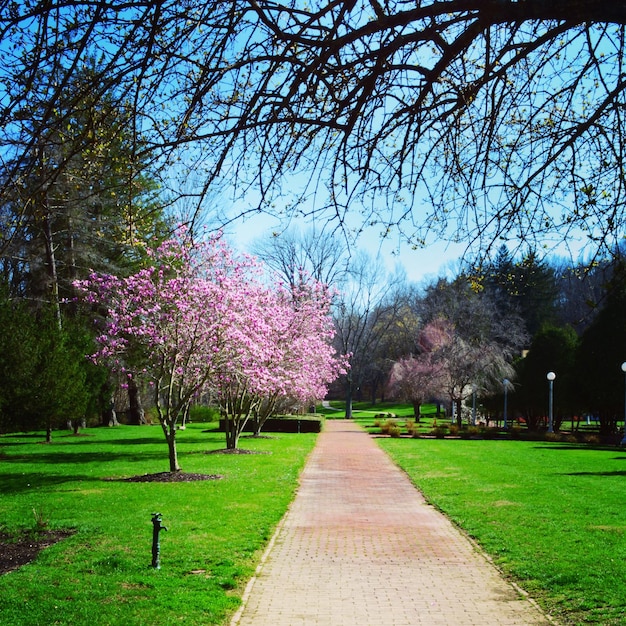 Foto sentiero nel parco