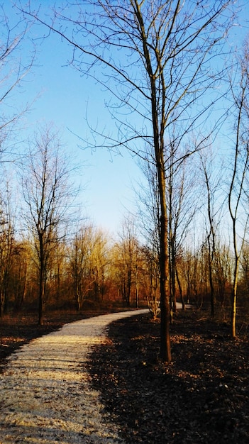 Footpath in park