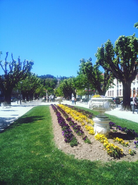 Footpath in park