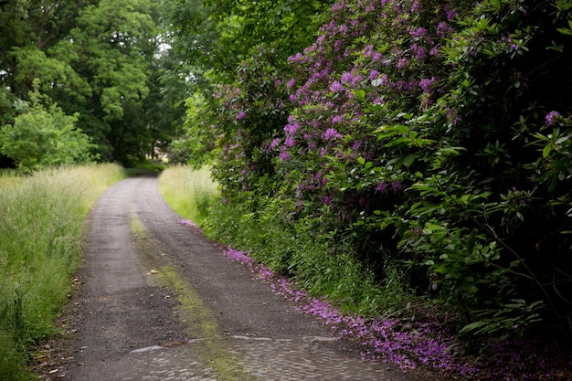 Footpath in park