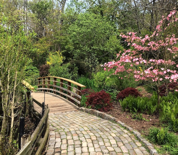 Footpath in park