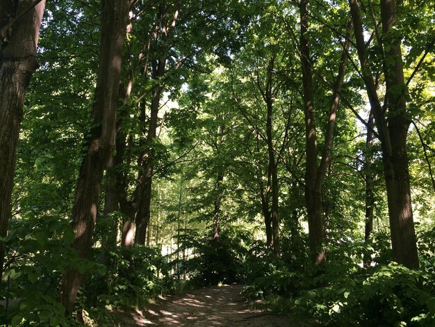 Footpath passing through forest with tall trees