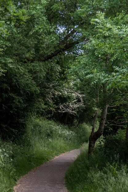 Footpath passing through forest