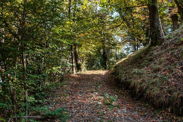 Footpath passing through forest