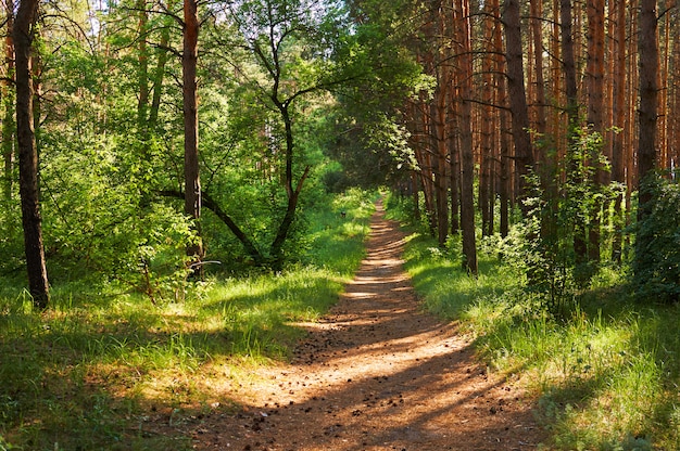 Footpath for people in the green forest. National park.