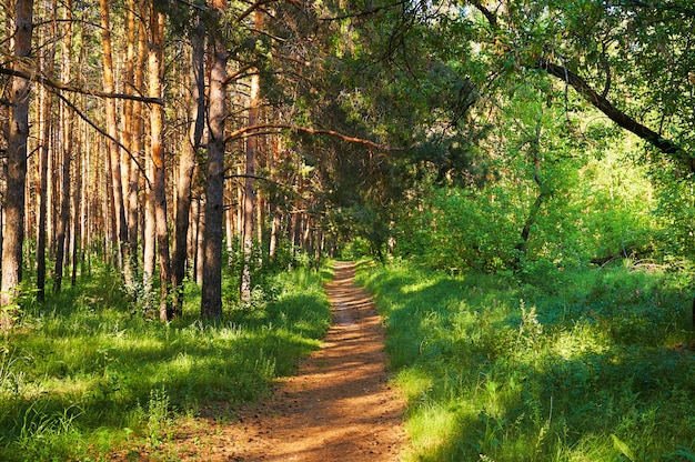 Footpath for people in the green forest. 