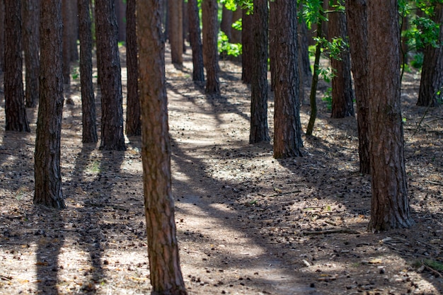 The footpath in the pine forest background.