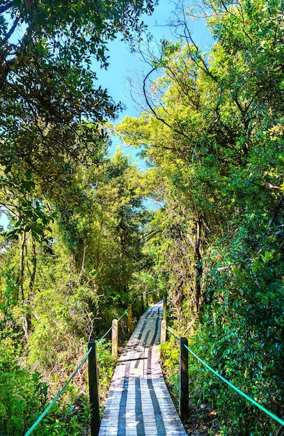 Footpath at poas volcano national park in costa rica central america