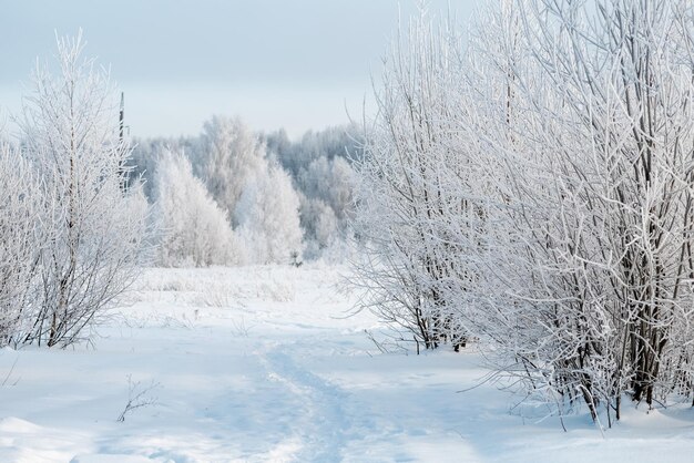 Footpath in snowdrift between bushes covered with white hoarfrost