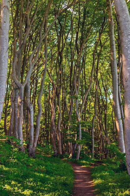 Sentiero nella foresta di primavera soleggiata